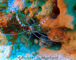 Buddies by Robert Sutherland 
